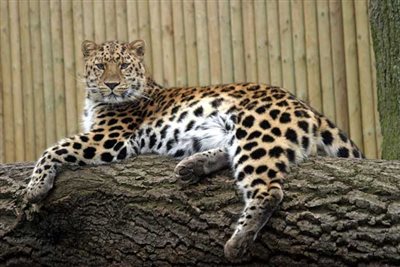 New study could improve welfare of zoo animals