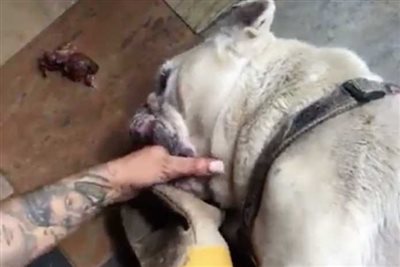 Glamour model's plight highlights problems with brachycephalic breeds