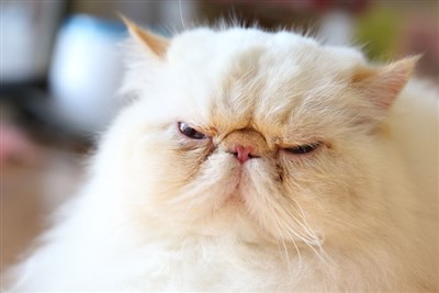 Bva Highlights Welfare Issues For Brachycephalic Cats Vetsurgeon