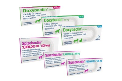 Dechra Launches Two New Antibiotics For Cats And Dogs Vetsurgeon News Vetsurgeon Vetsurgeon Org Dechra Launches Two New Antibiotics For Cats And Dogs Vetsurgeon News Vetsurgeon Vetsurgeon Org