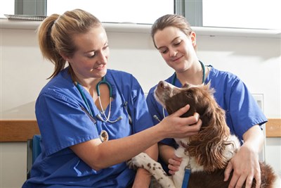 Bristol launches accelerated four-year veterinary degree course