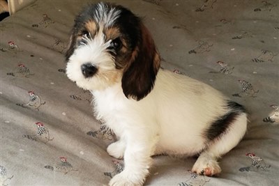 Petit basset griffon vendeen ireland sales