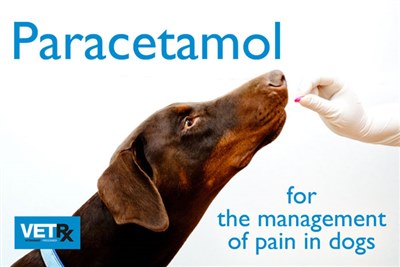 New review of paracetamol use in dogs