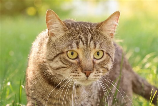 Vetoquinol's new three monthly feline parasiticide gets marketing authorisation