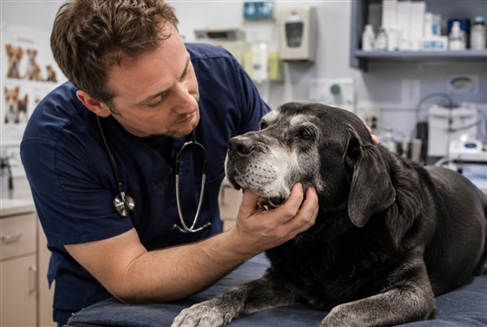 New dog OA antibody matches bedinvetmab for pain relief in early data