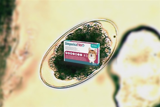 Free lungworm webinar for vets