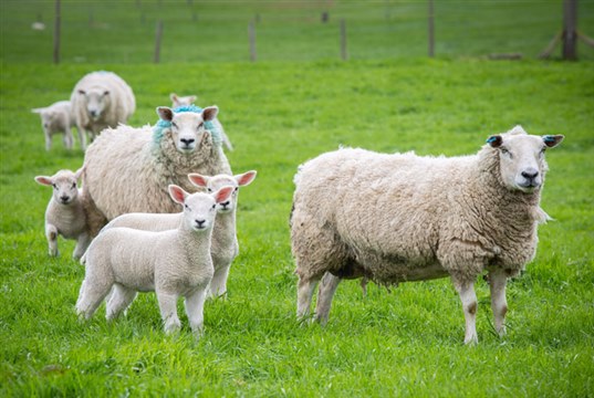 Ceva urges vets to get farmers to test for enzootic abortion of ewes
