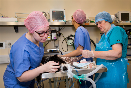 Study reveals the real risks of anaesthesia in dogs