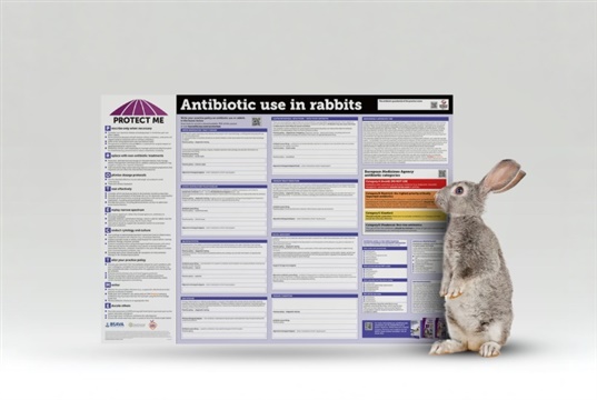 New BSAVA guide to antibiotic use in rabbits