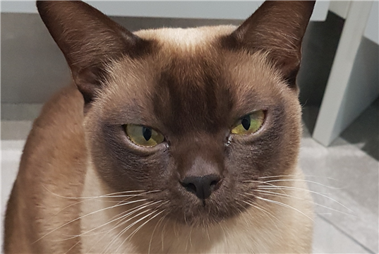 RVC research shows early conversations with owners about feline diabetes could save lives