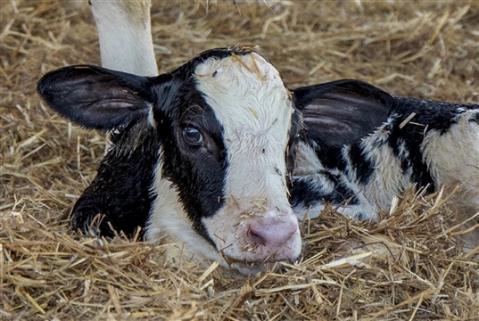 CVS project delivers 100% increase in nasopharyngeal swabbing by vets on farm