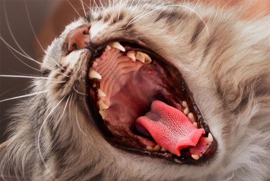 Study reveals age and breed as biggest risk factors for periodontal disease in pet cats