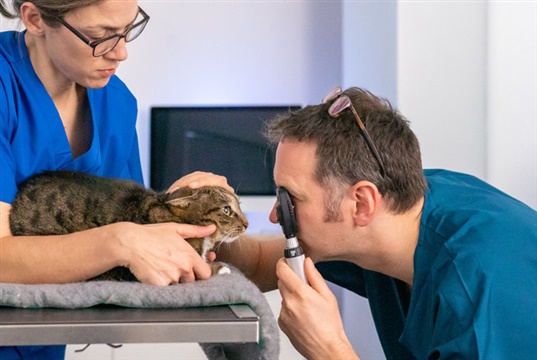 New online feline ophthalmology course