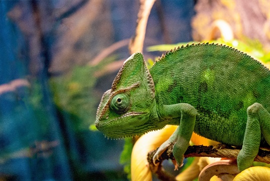 Vets concerned that the care needs of pet reptiles, birds and amphibians are not being met