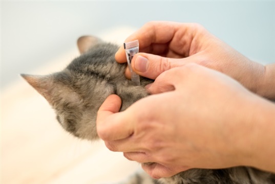 CVS moves to risk-based parasiticide prescribing