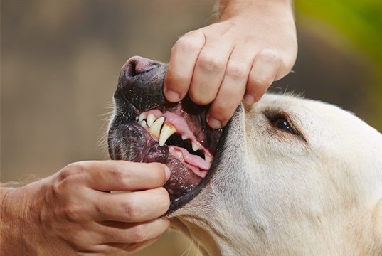 Mars launches periodontal disease risk assessment tool for dog owners