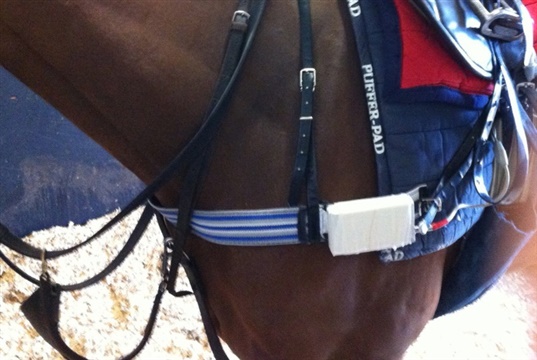 EVJ publishes free equine cardiology collection