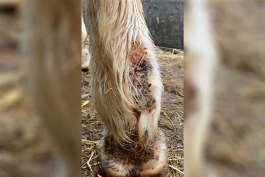 CVS Equine practices' new research into equine pastern dermatitis