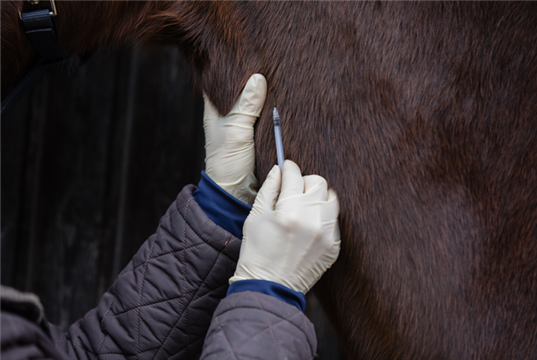 BEVA, BEF and BHA meet to find solutions to equine influenza vaccine shortage