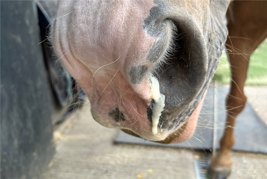 Equine Veterinary Journal highlights importance of reverting to bi-annual flu boosters