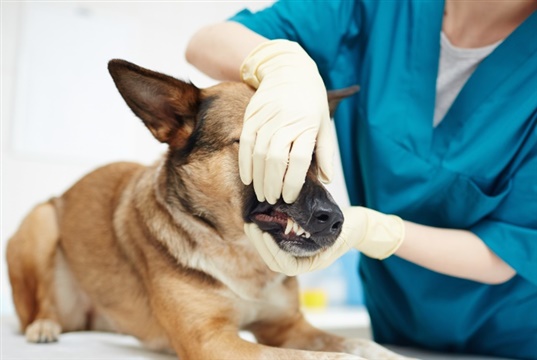 New study finds 58% of vets injured at work last year