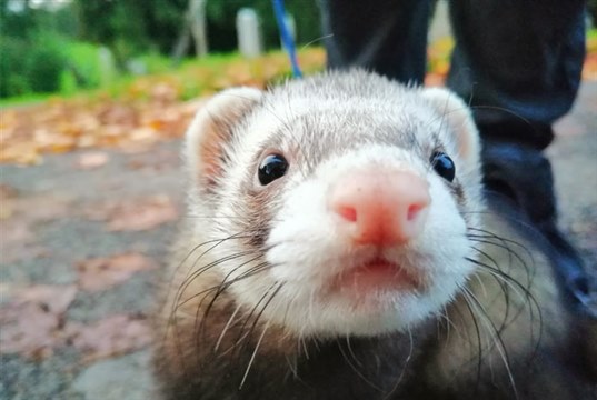 RVC research reveals best toys to improve ferret welfare