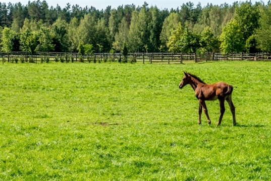 RVC study shows Thoroughbred foals given larger pastures win more prize money