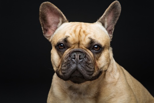 Inward-tilting pterygoid bones linked to poor surgical outcomes in French Bulldogs