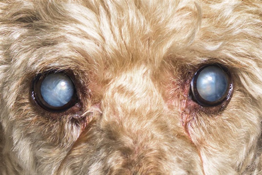 Vision Vet launches ophthalmology CPD webinars