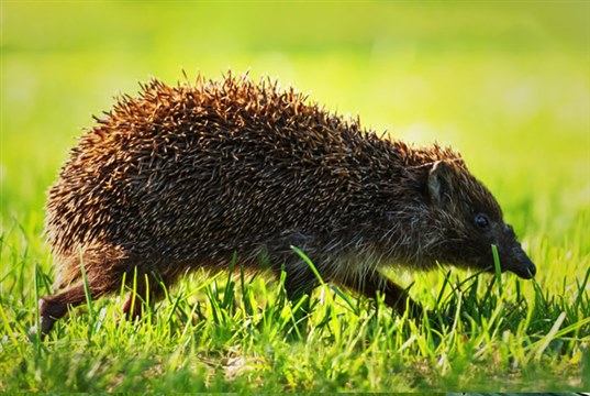New hedgehog and wildlife information for vets