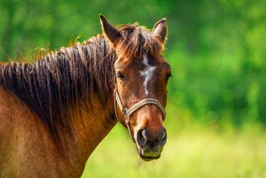Zoetis to host Equine Parasite Control Masterclass for vets