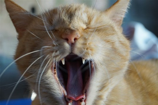 iCatCare launches feline dentistry course