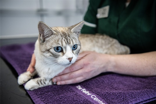 Langford Vets to host a day of feline CPD for vets