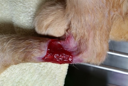 New veterinary hydrogel wound sealant