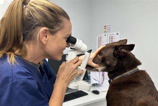 The Pet Vet and Optivet partnership brings specialist ophthalmology referrals to London