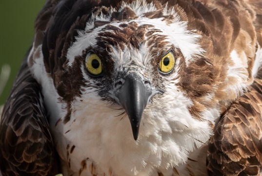 New company offers the only UK wet-lab courses in avian orthopaedics and ECC