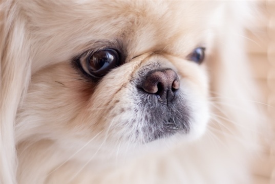 Cambridge study maps breed-specific BOAS prevalence