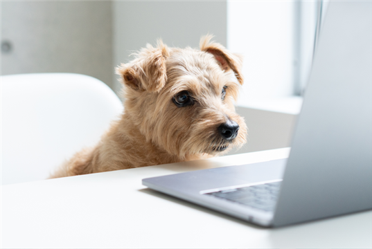 Veterinary practices are missing a digital trick