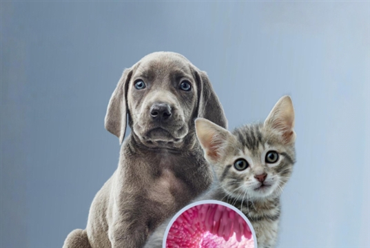 Tonight: Purina round table for vets on puppy and kitten diarrhoea and antibiotic decisions