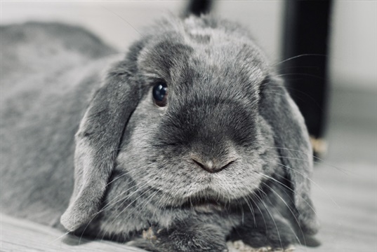 Survey shows need for vets to educate owners about rabbit ear health