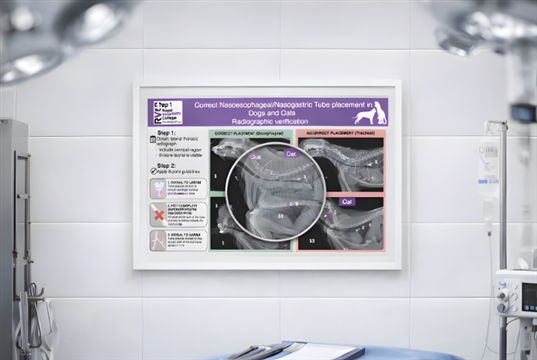 New RVC guidelines to reduce feeding tube complications in cats and dogs