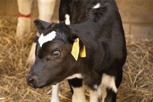 Research identifies potential early indicator of Johne's disease exposure in calves