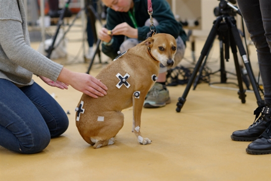 RVC gait study could support mobility care for canine amputees