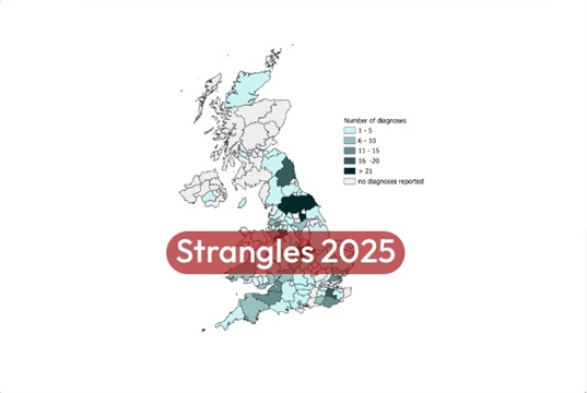 Significant rise in UK equine strangles diagnoses