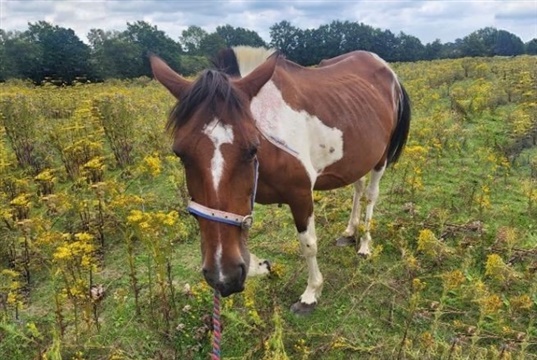 New resource for vets called to help unknown horses