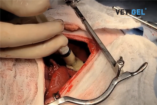 New haemostatic gel claims to transform veterinary surgery
