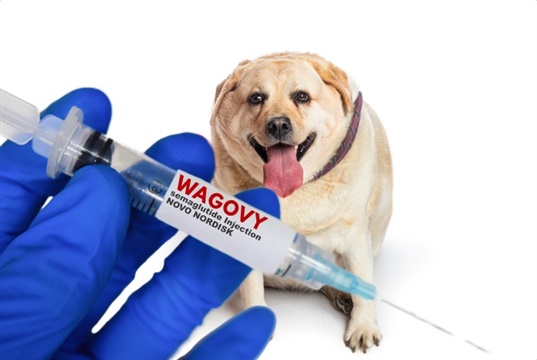 40% of dog owners would consider 'Wagovy' for their dog