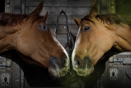 Most owners would vaccinate for EHV if their vet recommended it